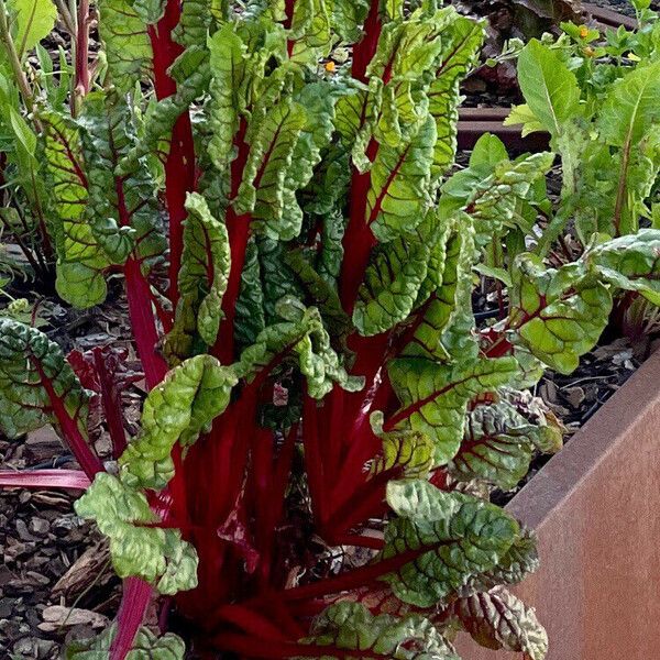 Beta vulgaris Leaf