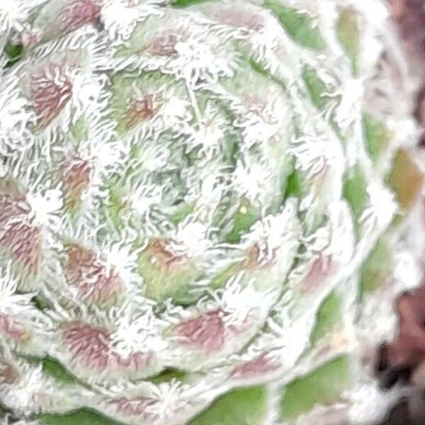 Sempervivum arachnoideum Leaf