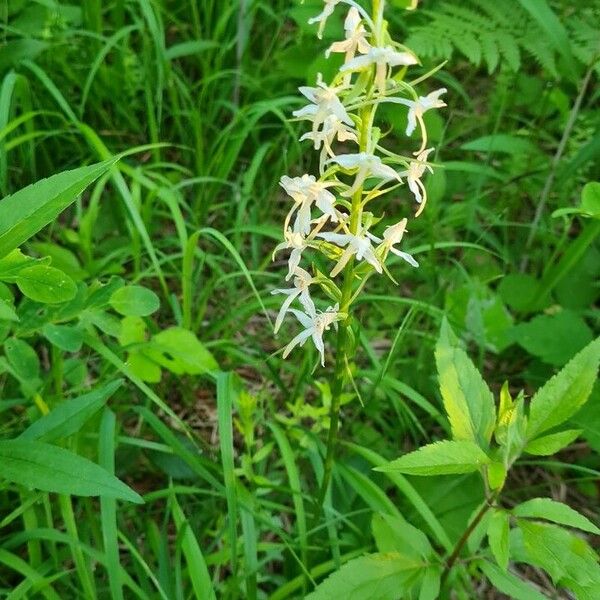 Platanthera bifolia പുഷ്പം