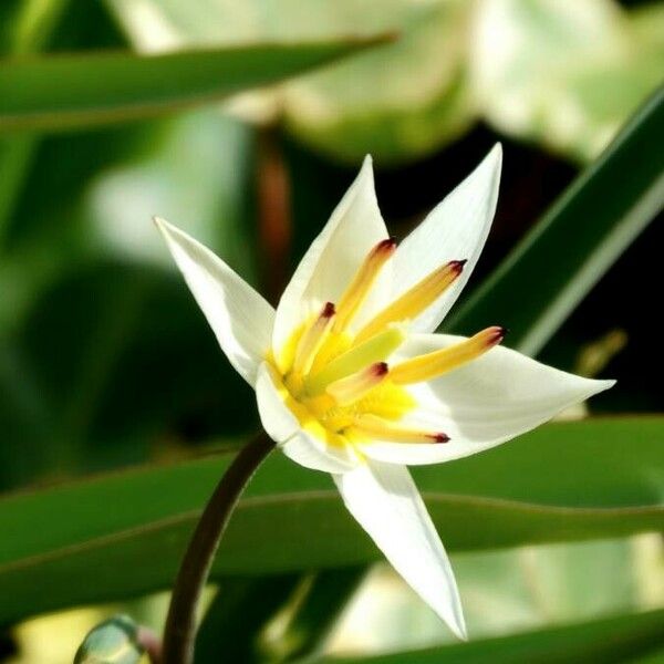 Tulipa clusiana Kvet