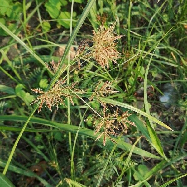 Cyperus rotundus Blomst