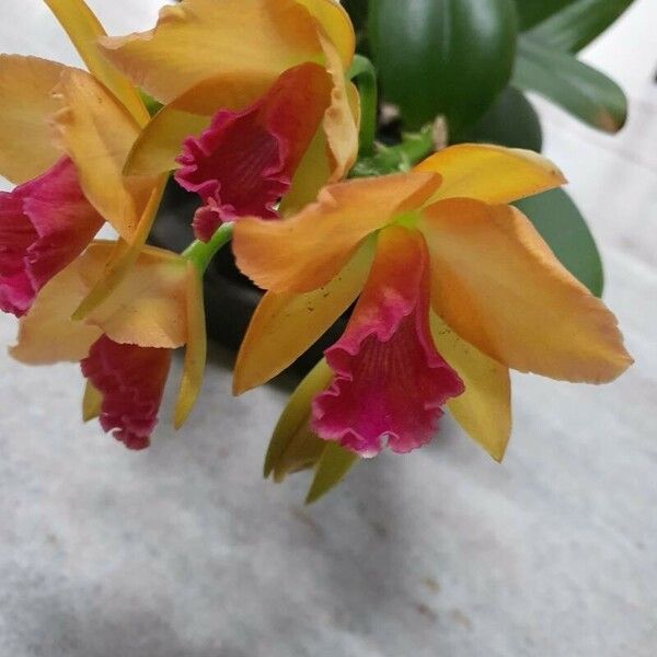 Cattleya wittigiana 花