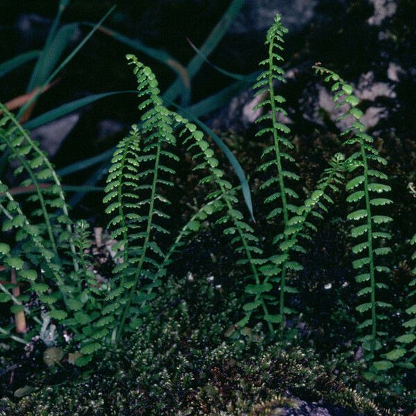 Asplenium trichomanes-ramosum Habit