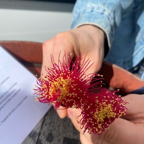 Corymbia ficifolia Flower