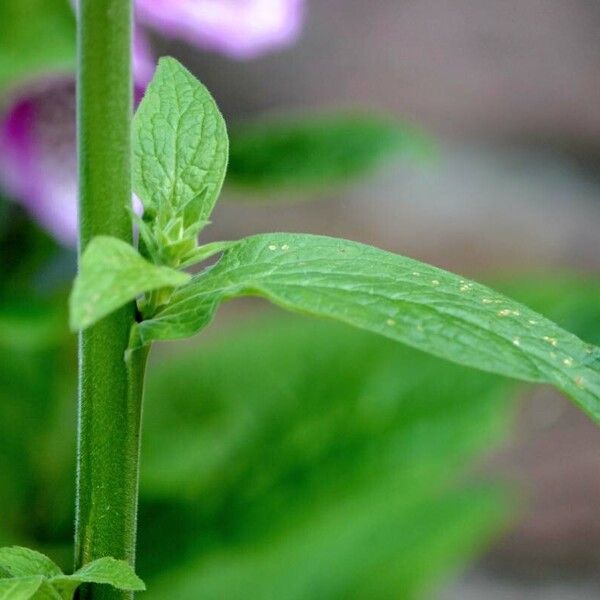 Digitalis purpurea Leaf