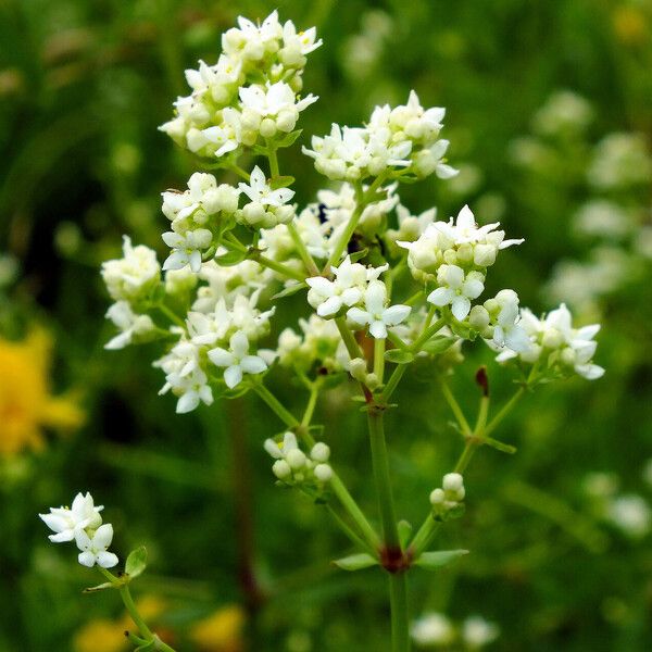 Galium boreale Цвят