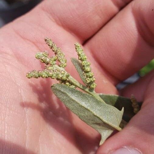 Atriplex prostrata Blodyn