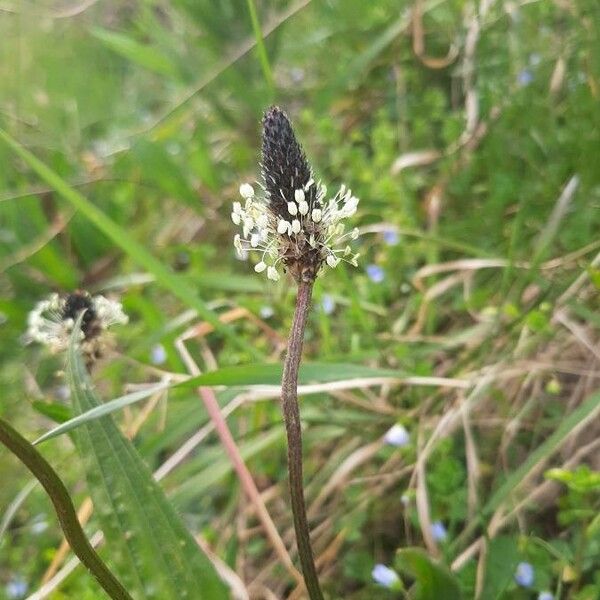 Plantago lanceolata फूल