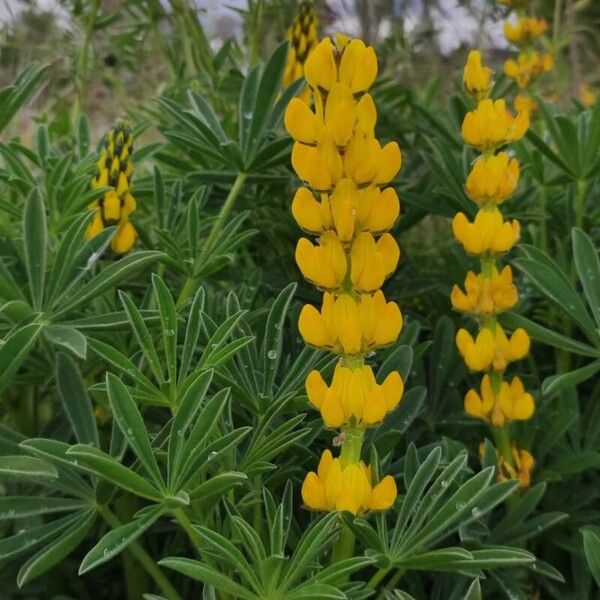 Lupinus luteus Flower