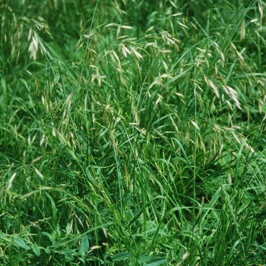 Bromus carinatus Tervik taim