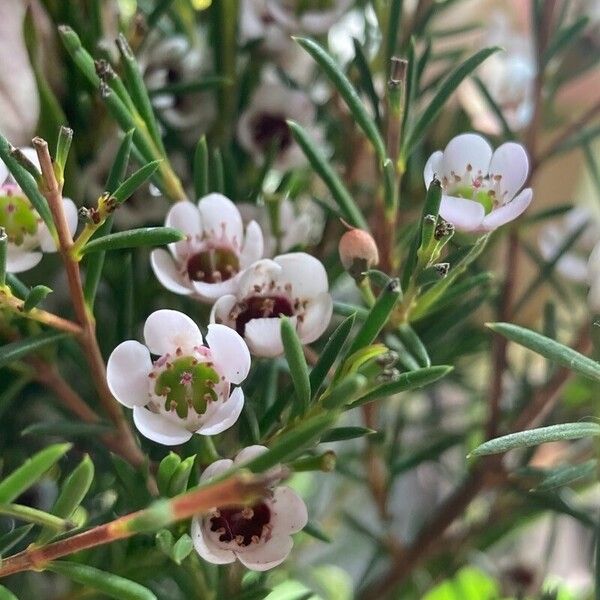 Chamelaucium uncinatum Flower