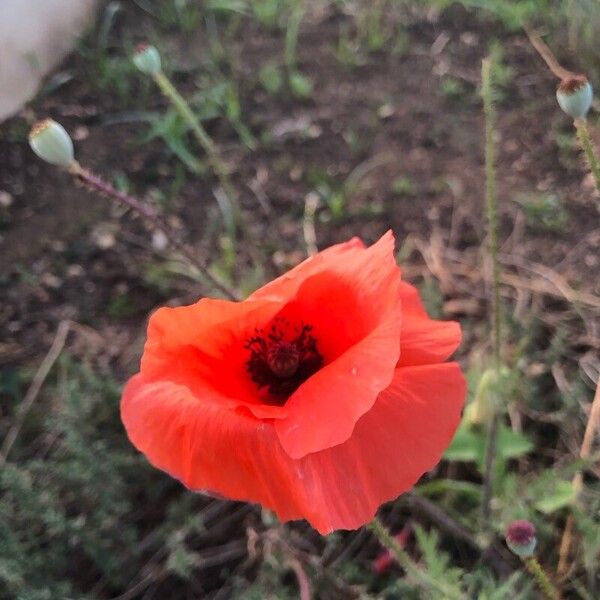 Papaver setiferum Kwiat