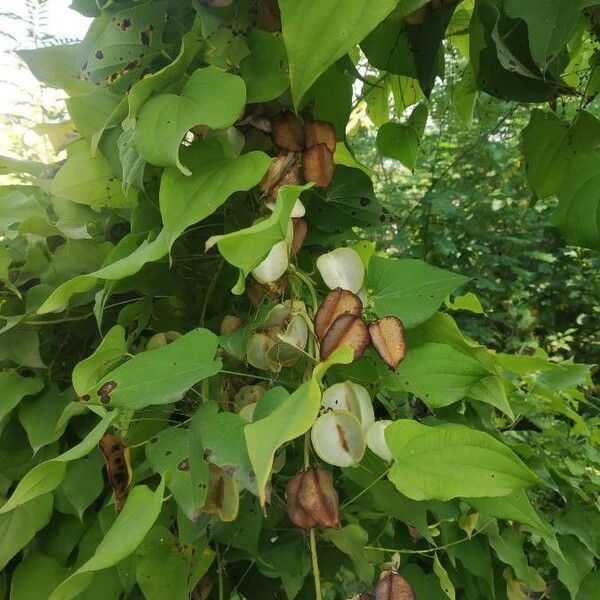Dioscorea deltoidea Fruit