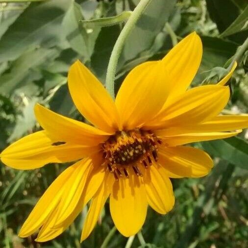 Helianthus tuberosus Flor