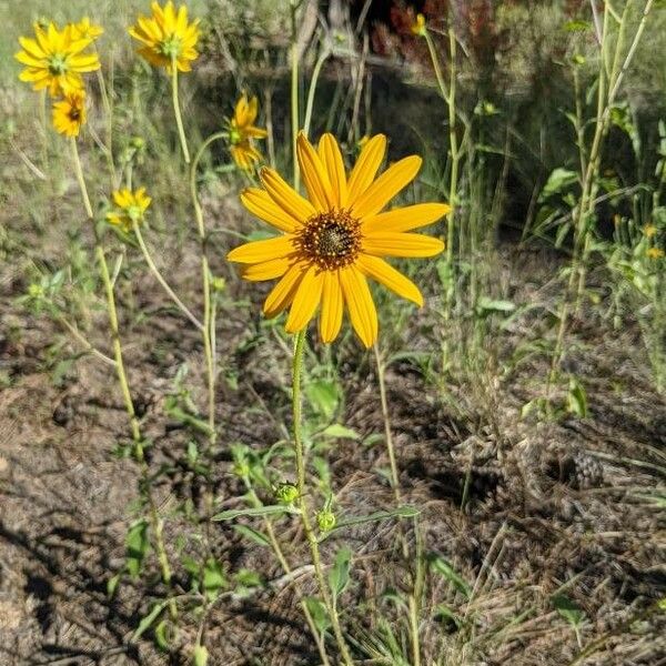 Helianthus pauciflorus Flor