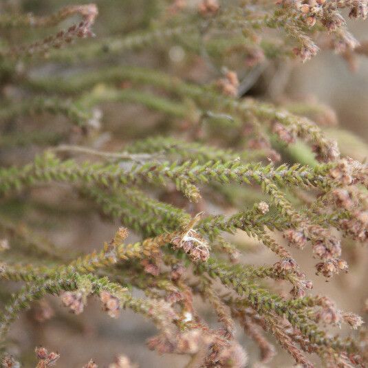 Erica galioides Frunză