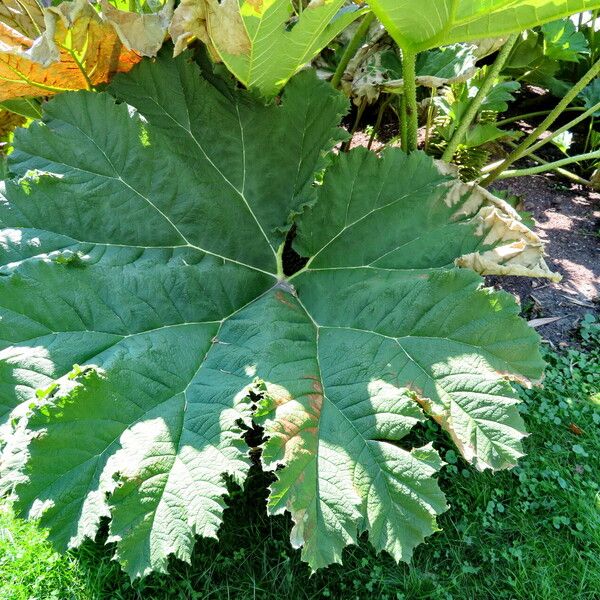 Gunnera tinctoria ഇല