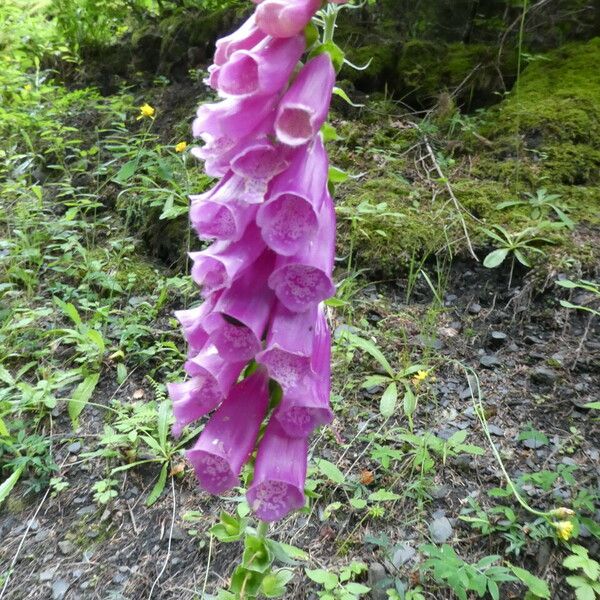 Digitalis purpurea फूल