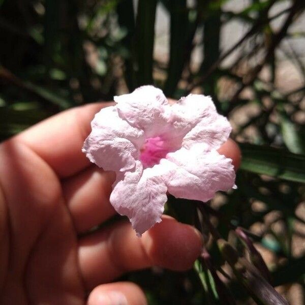 Ruellia simplex Blomst