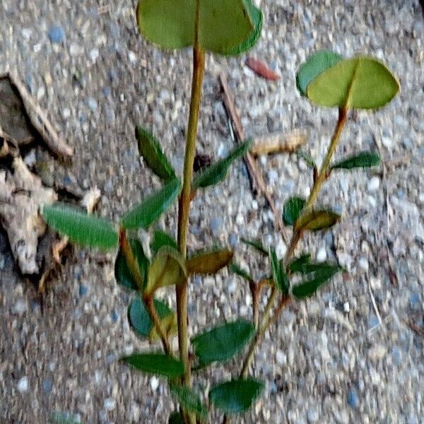 Correa reflexa Habit