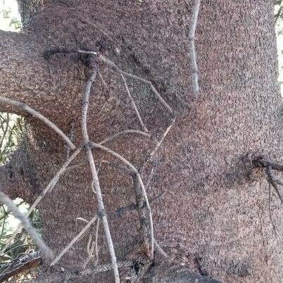 Abies pinsapo Bark