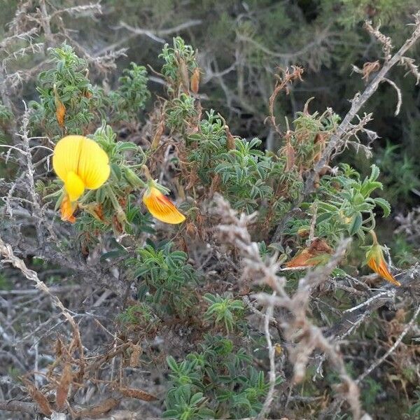 Ononis natrix Flower