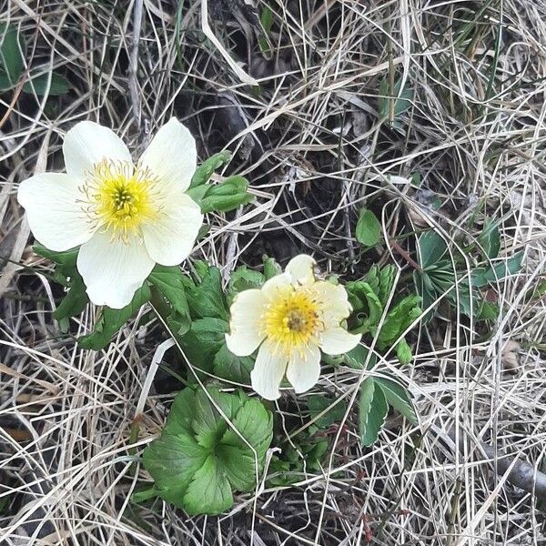 Trollius laxus Lorea