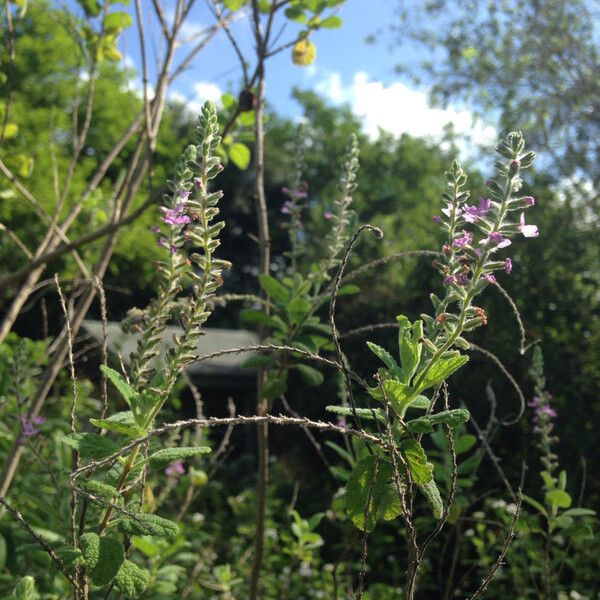 Aloysia macrostachya (Rio grande beebrush)