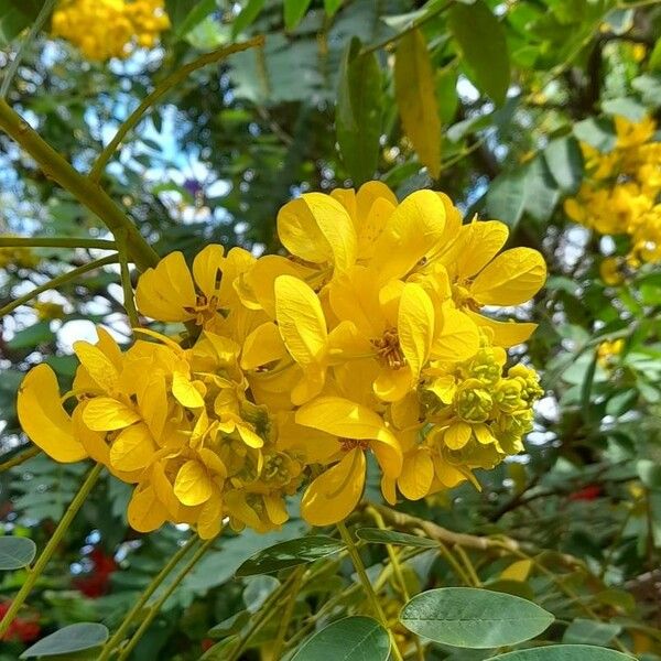 Senna spectabilis Virág