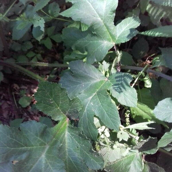 Heracleum sibiricum Frunză