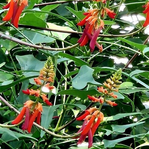 Erythrina humeana Květ