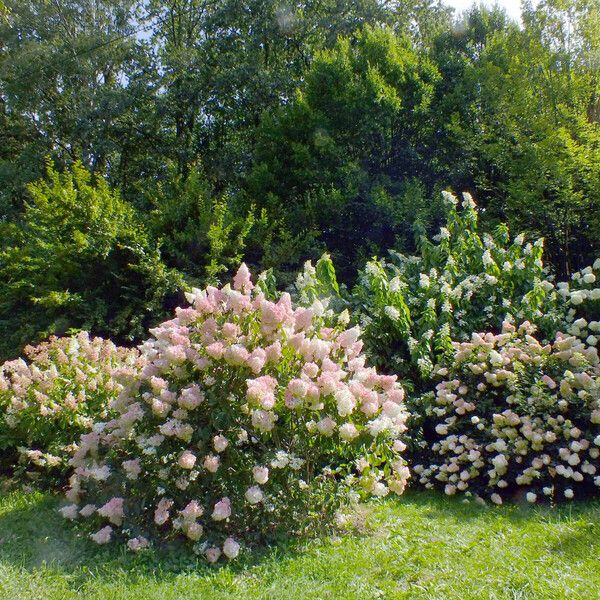 Hydrangea paniculata Habit