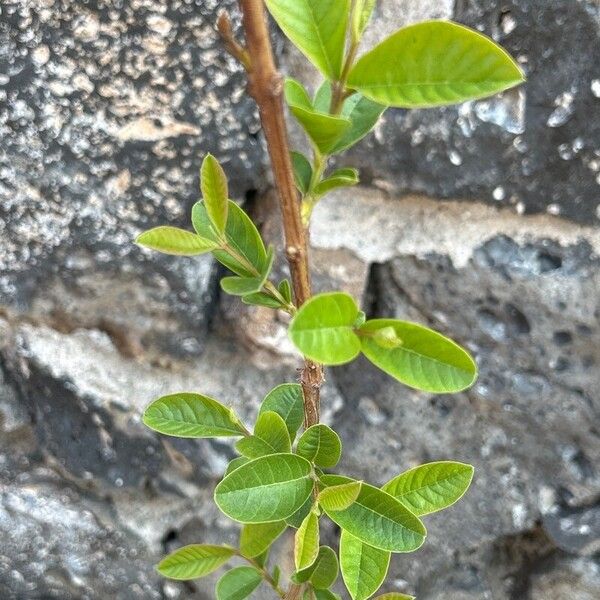 Psidium guajava Ліст