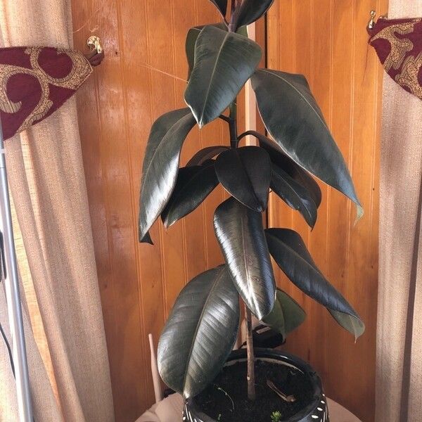 Ficus elastica Leaf