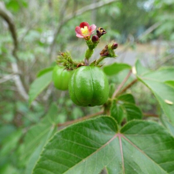 Jatropha gossypiifolia Frucht