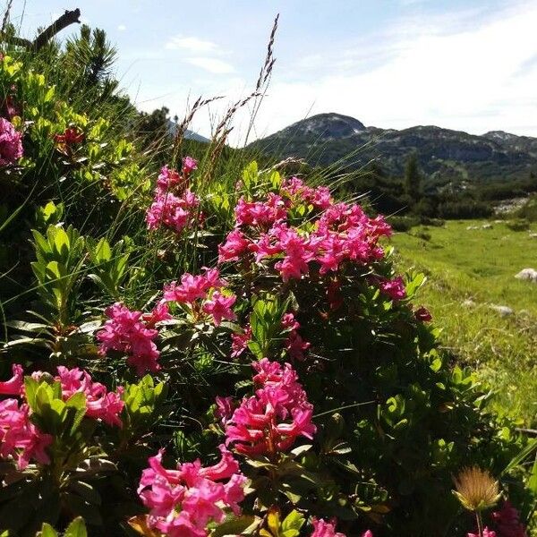 Rhododendron hirsutum 花