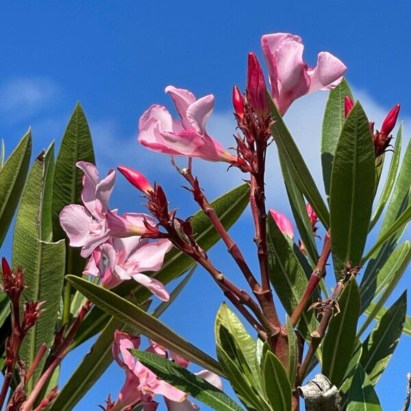 Nerium oleander Virág