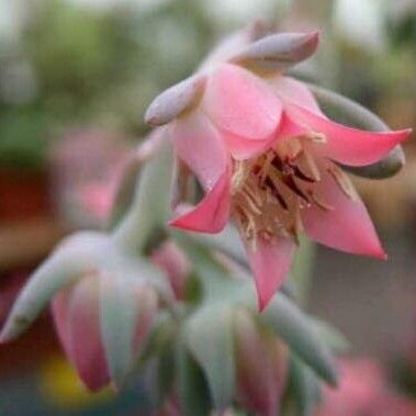 Echeveria gigantea Çiçek