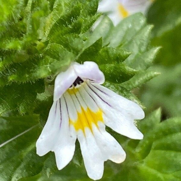 Euphrasia officinalis Žiedas