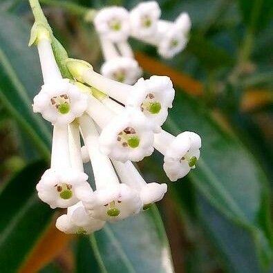 Cestrum diurnum Flower