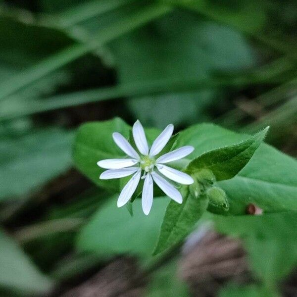 Stellaria aquatica Flor