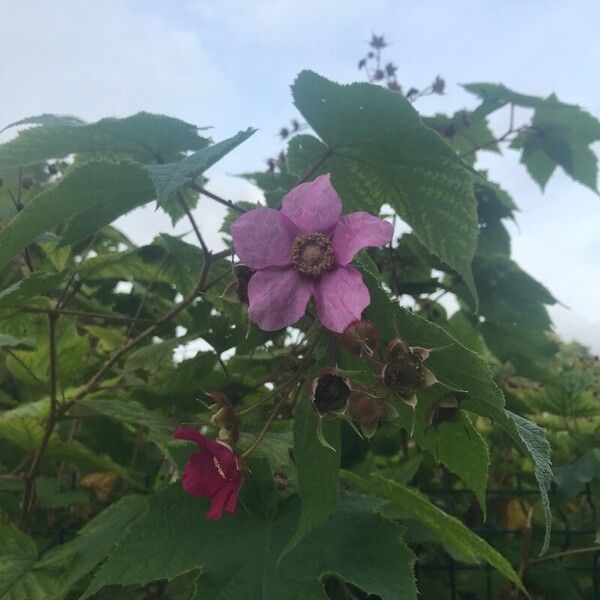 Rubus odoratus Цвят