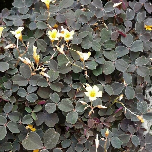 Oxalis spiralis Flower