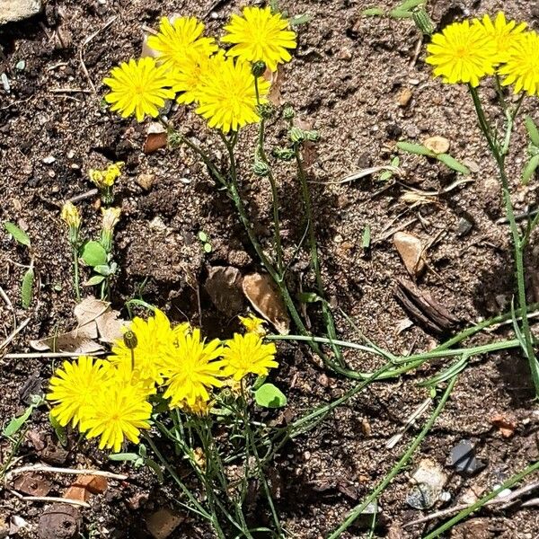 Crepis tectorum Žiedas