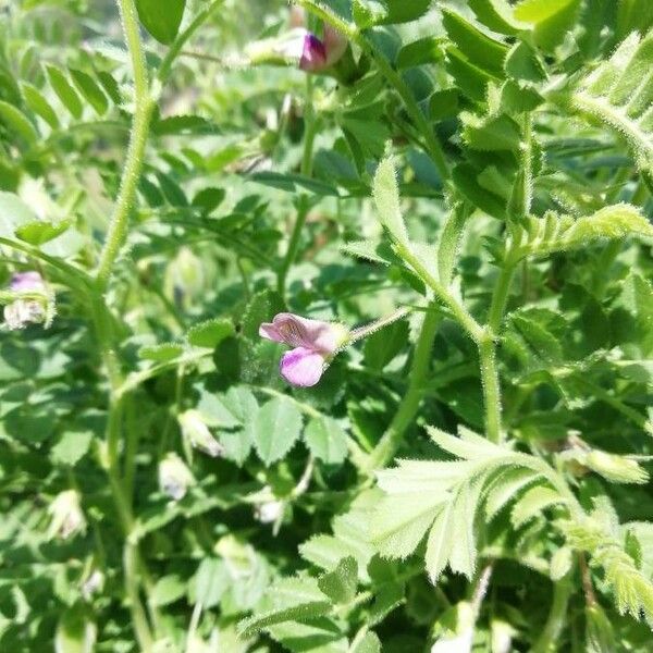 Cicer arietinum Flower