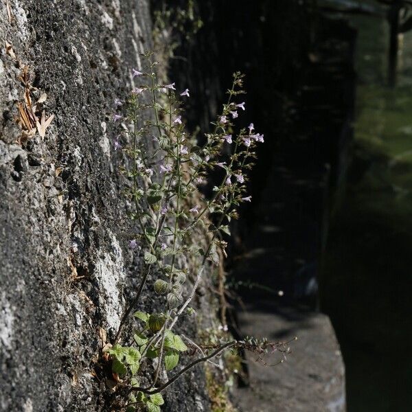 Clinopodium menthifolium Habit