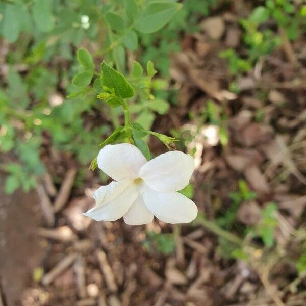 Jasminum fluminense Kukka