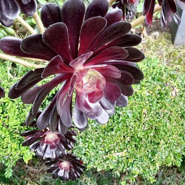 Aeonium arboreum Lorea