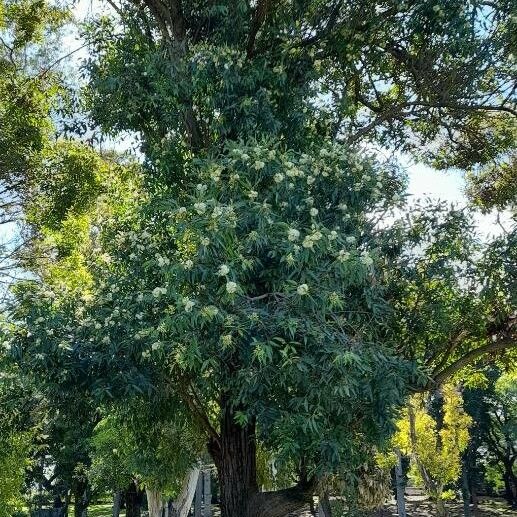 Eucalyptus botryoides Natur