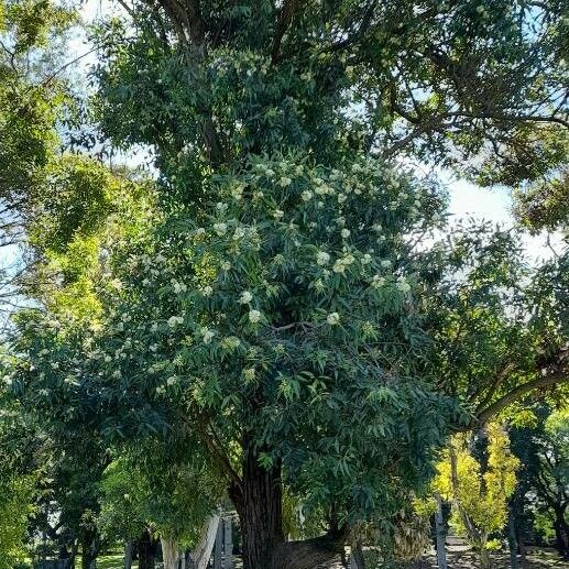 Eucalyptus botryoides 形态